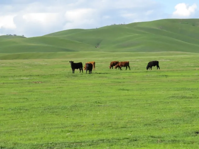 Cattle