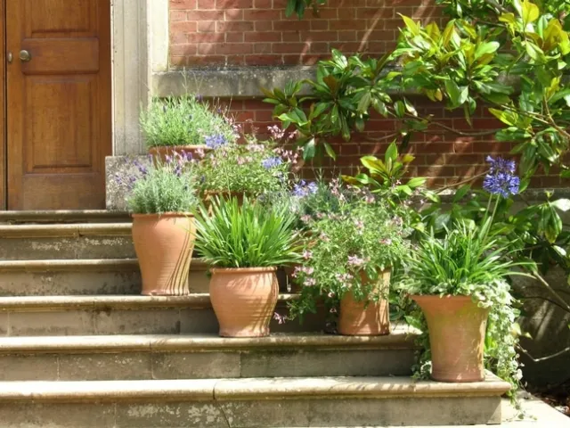 Potted plants photo from www.peakpx.com