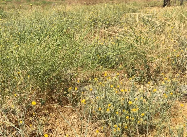 Weeds