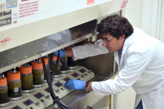 El doctor Pramod Pandey, profesor y especialista de extensión cooperativa de la Facultad Veterinaria de UC Davis, conduce experimentos sobre cómo capturar el biogás.