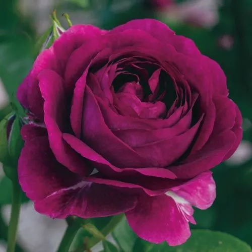 twilightzonerose