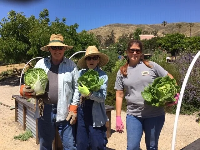 48103910622cabbage