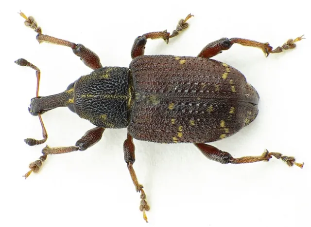 By Siga - Own work, CC BY-SA 3.0, https://commons.wikimedia.org/w/index.php?curid=28772715