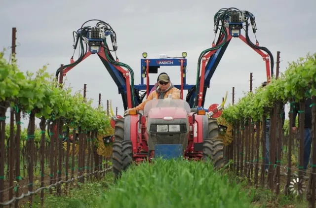Mechanical removal of winegrape shoots can reduce the amount of hand labor needed. Photo by Kaan Kurtural