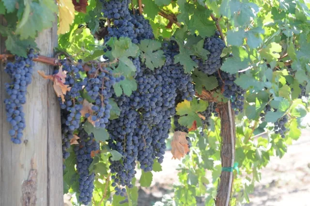 Errante noir is a red wine grape most similar to a cabernet sauvignon and has great blending potential.