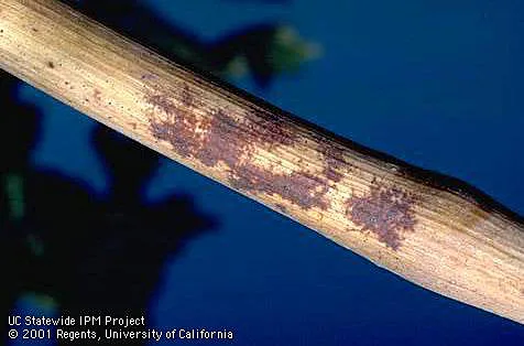 Powdery Mildew Scarring