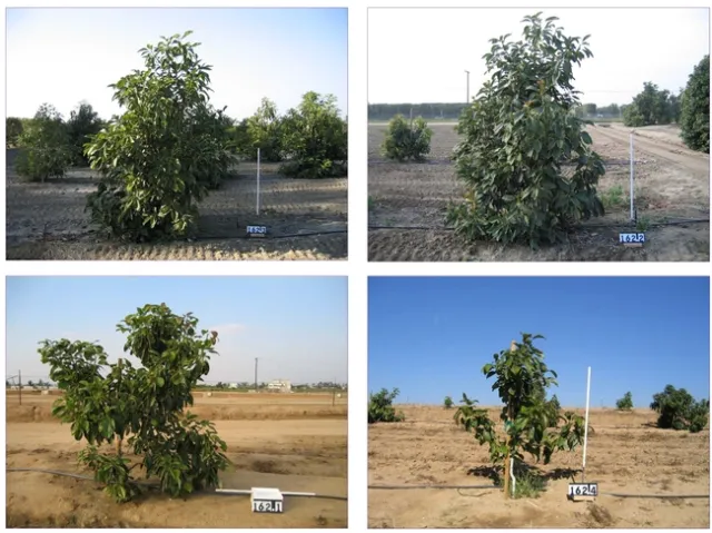 avocdo tree heights