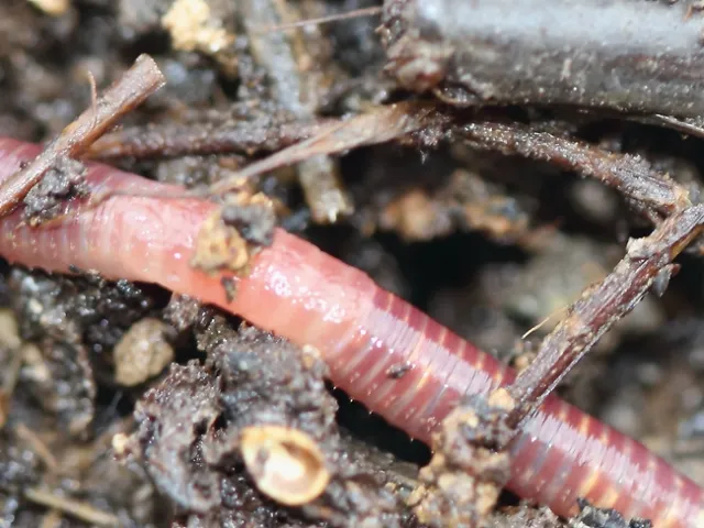 A red wiggler worm moves through substrate during composting process. (Photo: Holger Casselmann, Wikimedia Commons)
