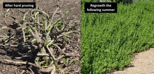 Coyote brush before and after hard pruning