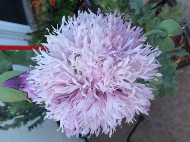Lavender Feathers