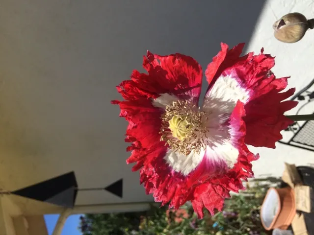 Danebrog
