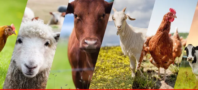 livestock challenge