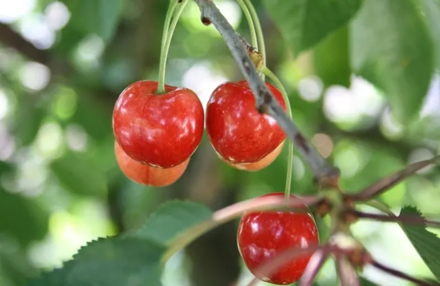 Bing cherries need about 1,000 hours under 45 degrees for healthy dormancy, a level that they are achieving less frequently due to climate change.