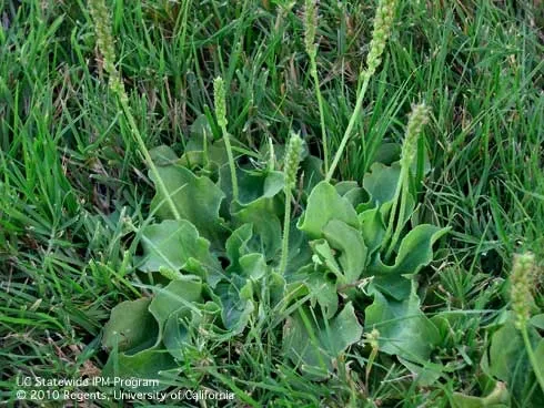 Rosettes and flowers of broadleaf plantain, Plantago major.<br>(Credit: K Windbiel-Rojas)