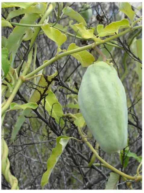 araujia pod