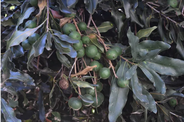 Macadamia nuts
