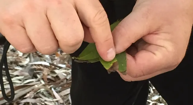 Phytophthora ramorum, the pathogen that causes SOD, most often spreads on the leaves of infected California bay laurel (shown here) and tanoak.