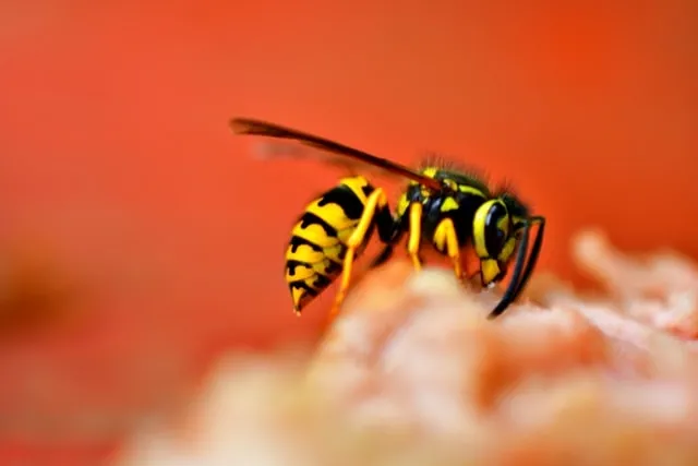 Yellojacket Photo by Dan Kb