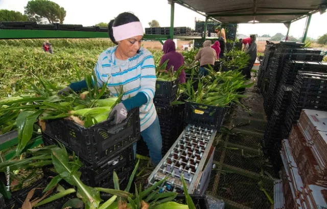Trabajadores agrícolas