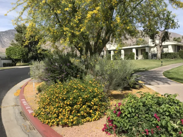 unstaked palo verde