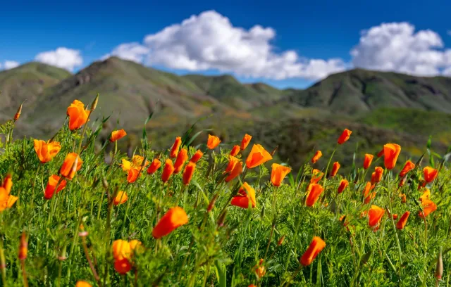 walker-canyon-california-kaliforniia-lug-tsvety-kaliforniisk
