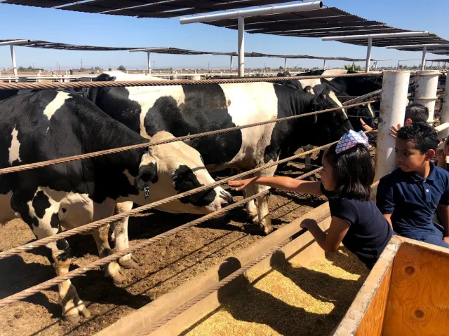 kids with steer