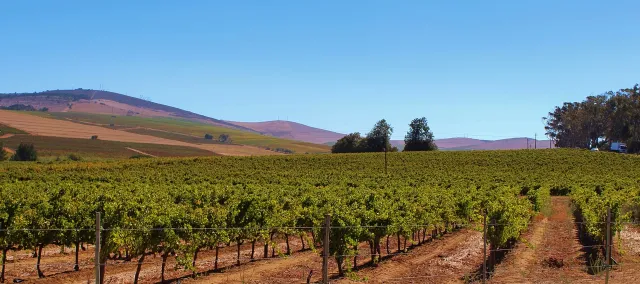 vines-664529_1280