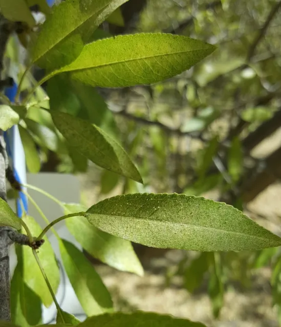 Spidermite feeding on almond tree leaves at harvest time.