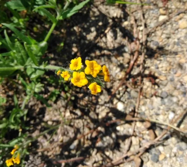 Amsinckia 3