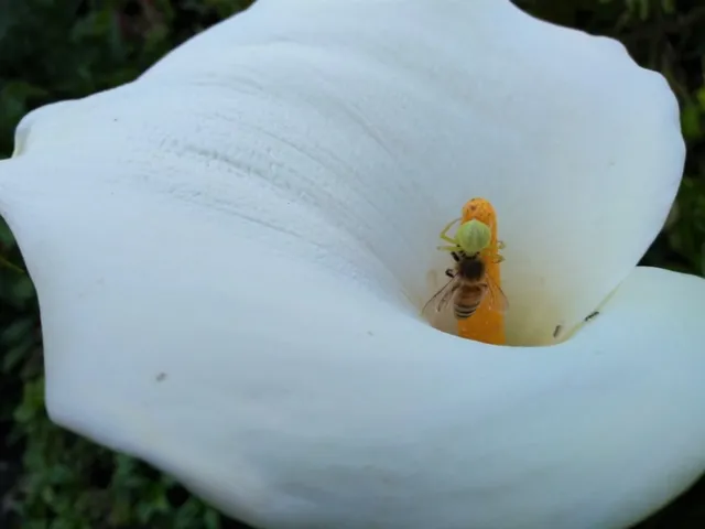 Flower crab spider