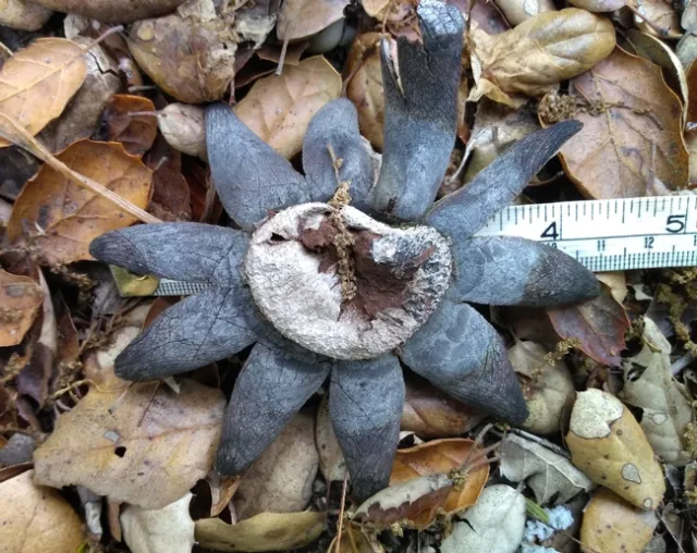 earth star 7