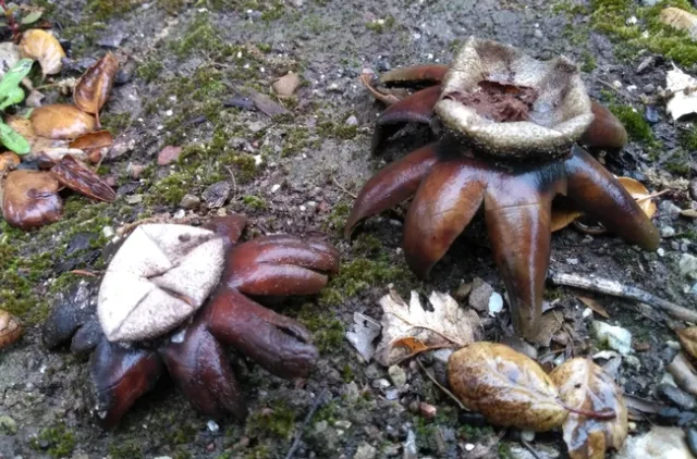 earth stars