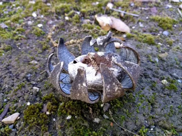Earthstar curling up