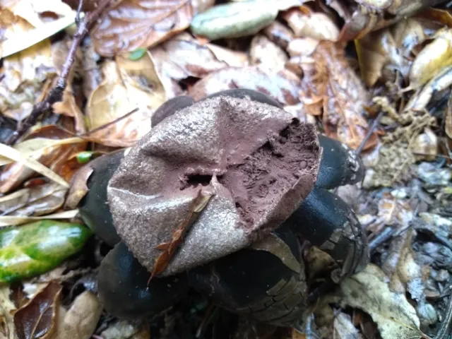 Earthstar
