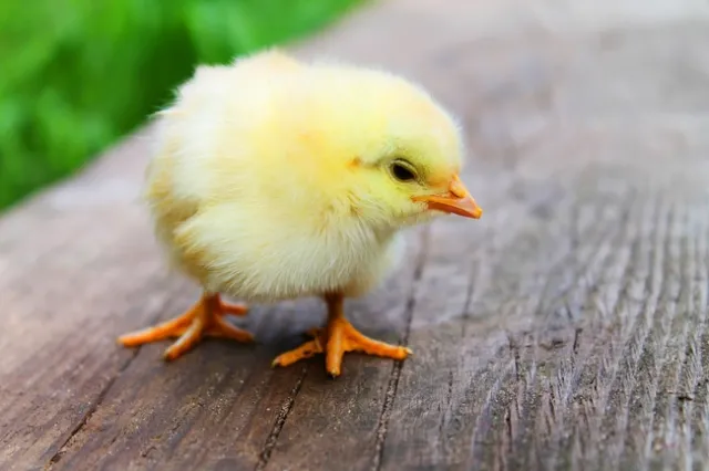 Raising baby chicks offers meaning, purpose and connectedness during COVID-19 crisis, says a commentary published in the Sacramento Bee.