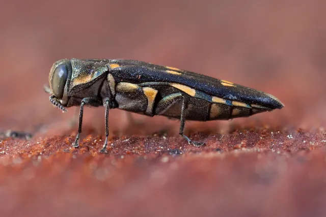 Gold Spotted Oak Borer