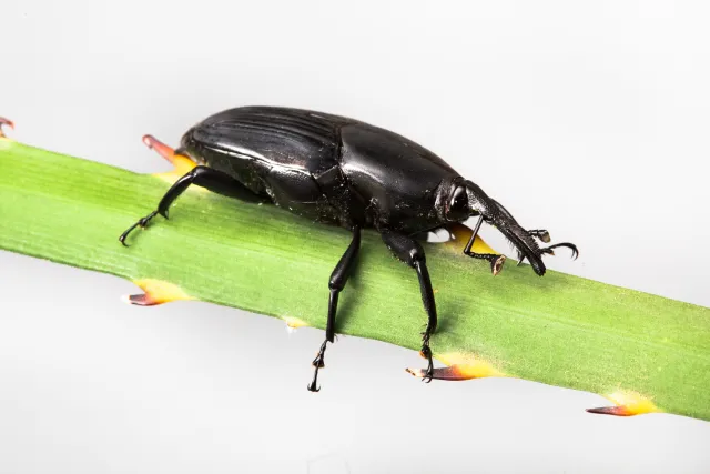 South American Palm Weevil