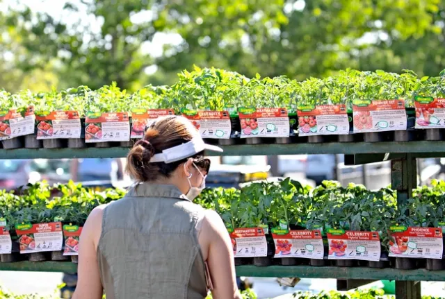 Gardening is restorative, a way to be physically active and a way to take positive action during a crisis. (Photo: Evett Kilmartin)
