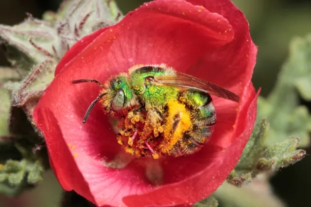 Agapostemon texanus, a native pollinator of avocados. Photo by Rollin Coville.