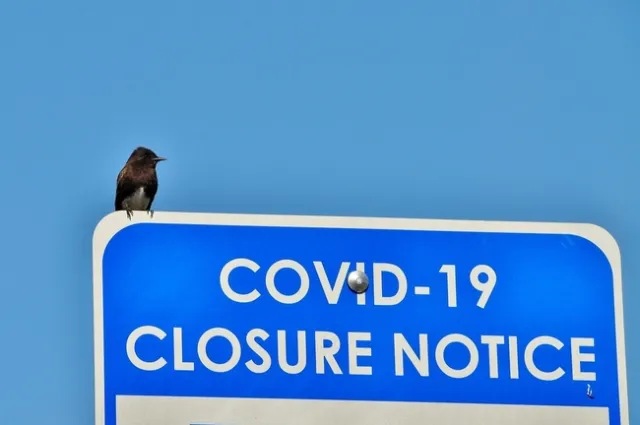 Certified Naturalist, Diego Tamayo (diego4nature), uploaded this shot of a Black Pheobe during the Los Angeles County City Nature Challenge 2020