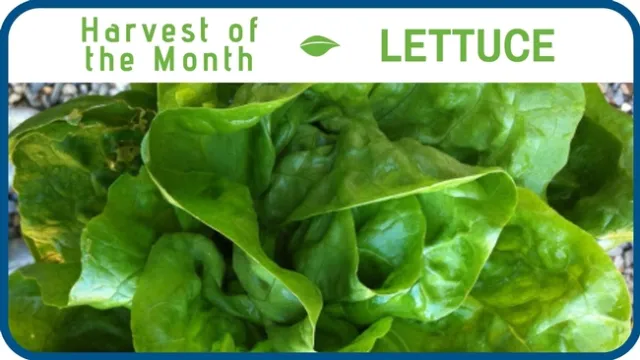 Lettuce