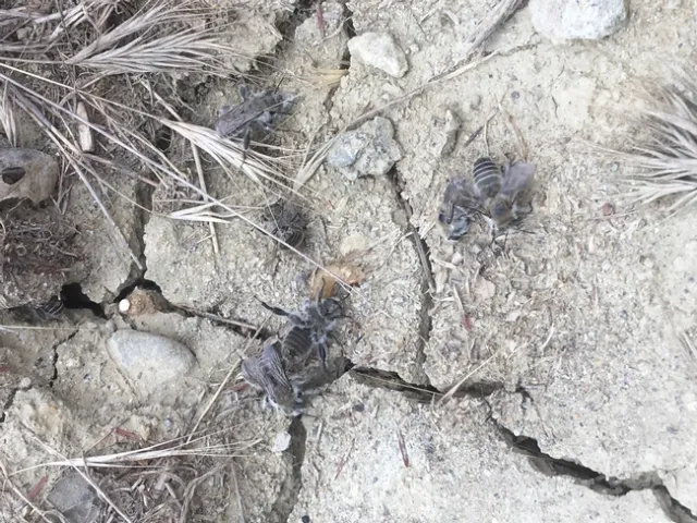 digger bees 4