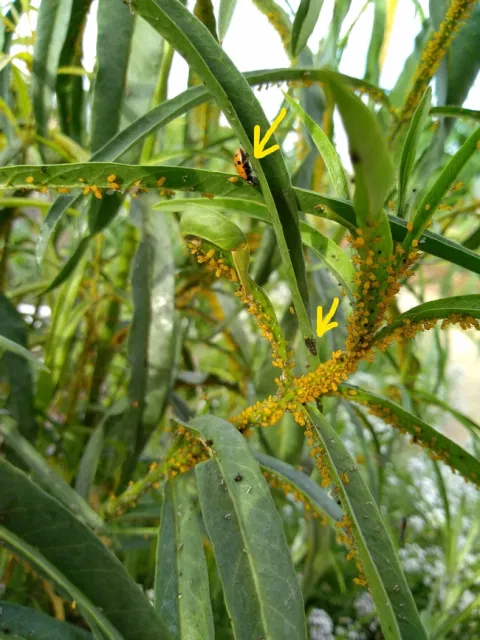 Lady beetle and larva with arrows