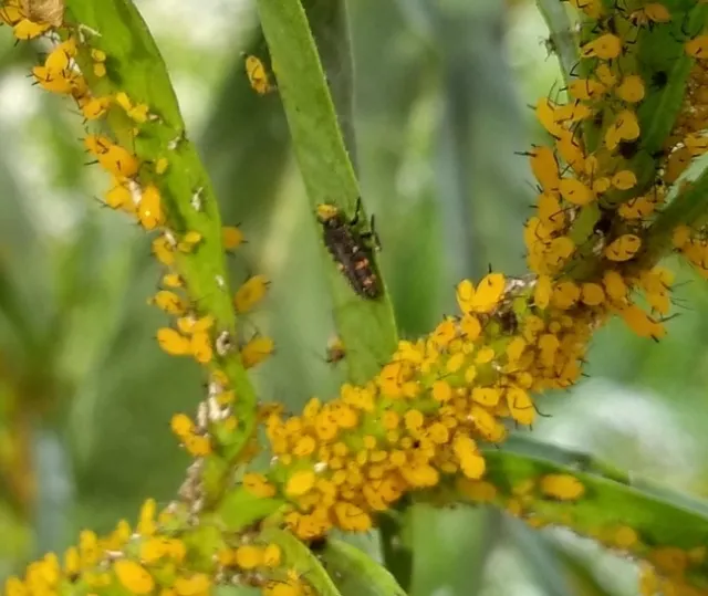 ladybird larva