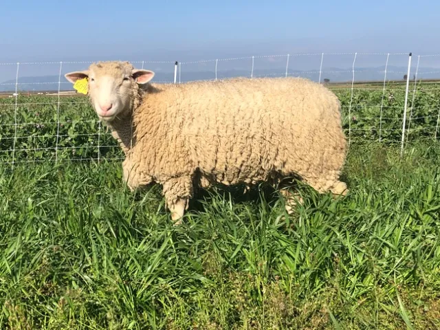 Organic vegetable farms could benefit from sheep grazing cover crops because it enhances soil fertility, structure and water infiltration.