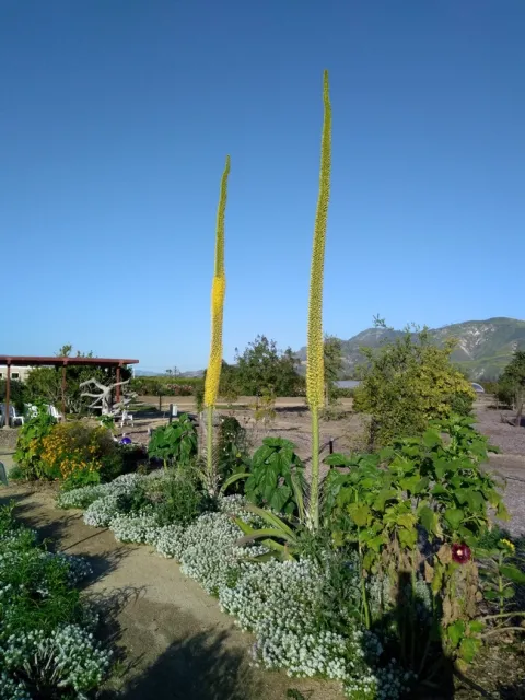 agave