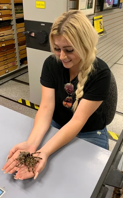 Andrea Guggenbickler, an entomology enthusiast, holds a tarantula at the Bohart Museum of Entomology, UC Davis.