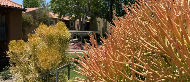 Fire Sticks