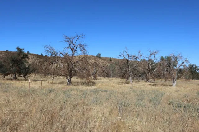 Blue Oak Mortality