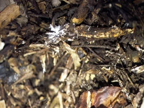 firefang fungus 2